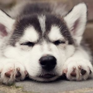 Meet your Posher, Jack